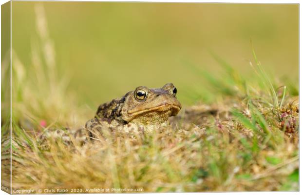 Common Toad  Canvas Print by Chris Rabe