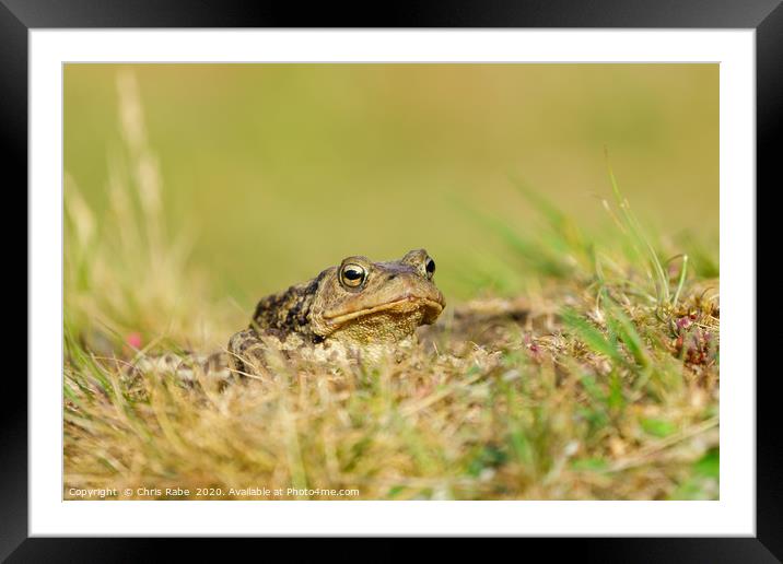 Common Toad  Framed Mounted Print by Chris Rabe
