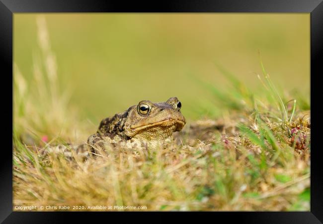 Common Toad  Framed Print by Chris Rabe