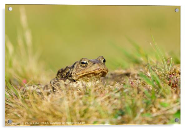 Common Toad  Acrylic by Chris Rabe