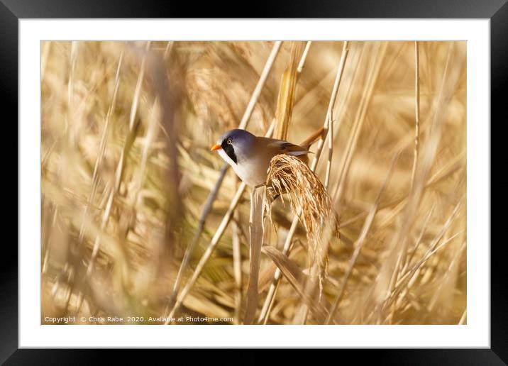 Male bearded tit Framed Mounted Print by Chris Rabe