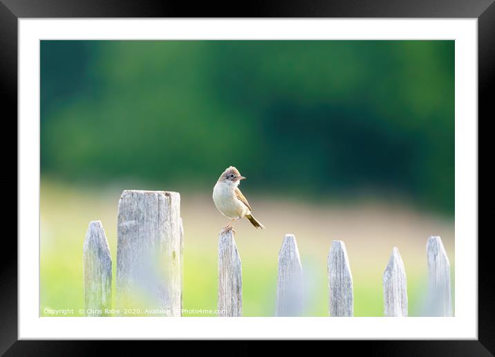 Common Whitethroat (Sylvia communis) male on a fen Framed Mounted Print by Chris Rabe