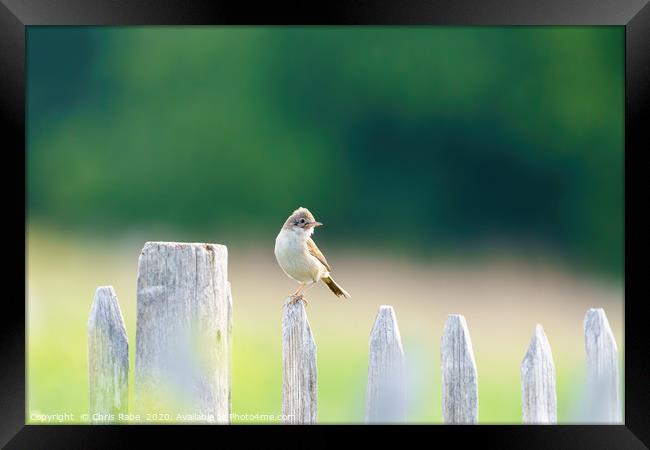 Common Whitethroat (Sylvia communis) male on a fen Framed Print by Chris Rabe