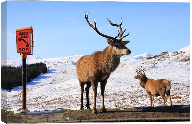 Red Deer Stag Canvas Print by Gail Johnson