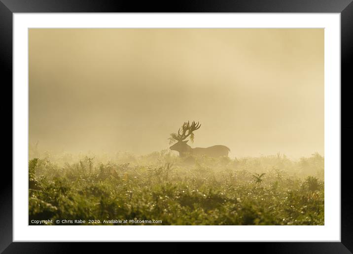 Red deer stag on foggy morning Framed Mounted Print by Chris Rabe