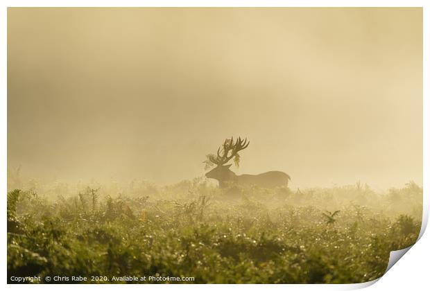 Red deer stag on foggy morning Print by Chris Rabe