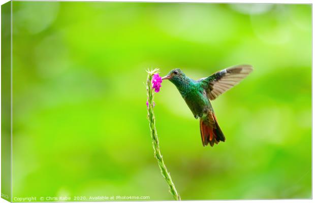 Rufous-Tailed Hummingbird feeding Canvas Print by Chris Rabe