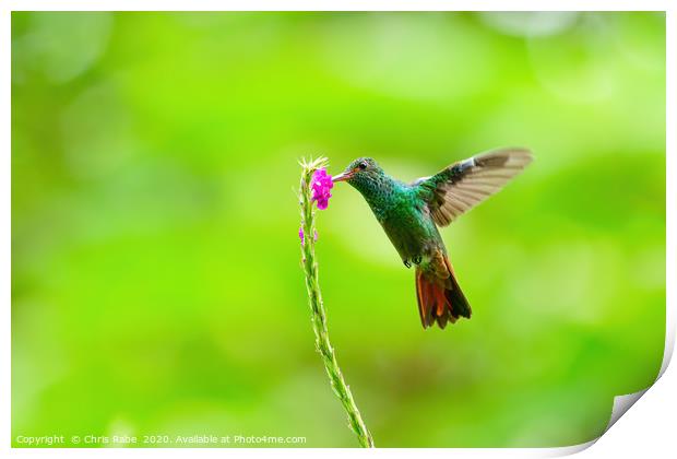 Rufous-Tailed Hummingbird feeding Print by Chris Rabe