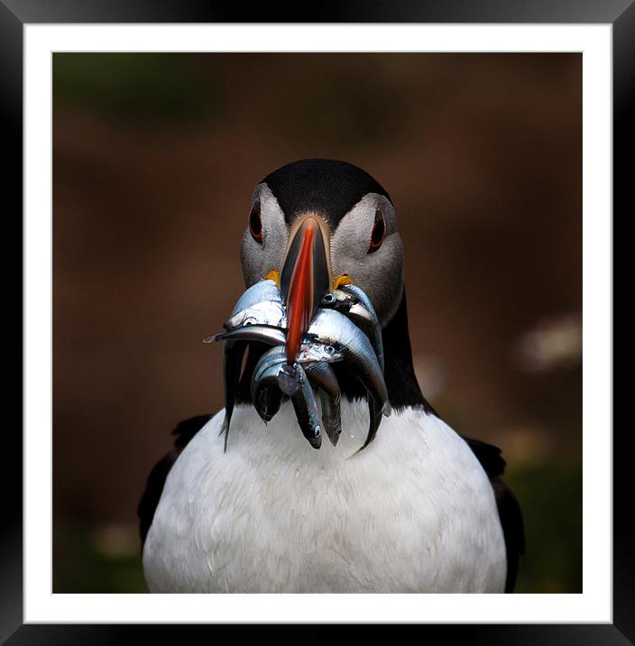 Skomer Island Framed Mounted Print by Gail Johnson