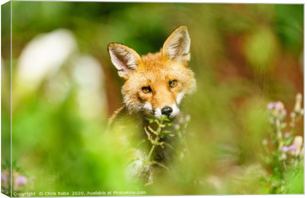 Red Fox looking curious Canvas Print by Chris Rabe