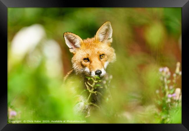 Red Fox looking curious Framed Print by Chris Rabe