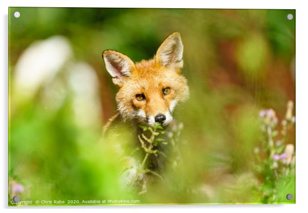 Red Fox looking curious Acrylic by Chris Rabe