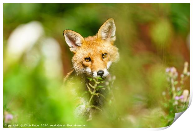 Red Fox looking curious Print by Chris Rabe