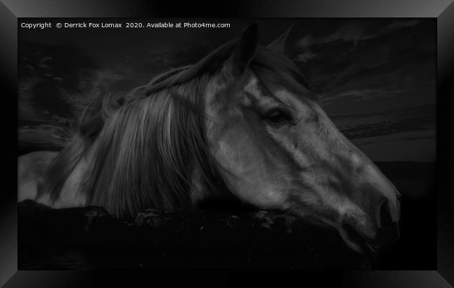 Horse At Midnight Framed Print by Derrick Fox Lomax