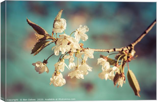 cherry blossom from below Canvas Print by Ben Delves