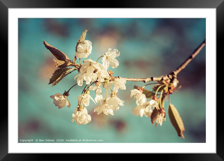 cherry blossom from below Framed Mounted Print by Ben Delves