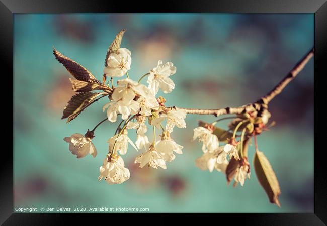 cherry blossom from below Framed Print by Ben Delves