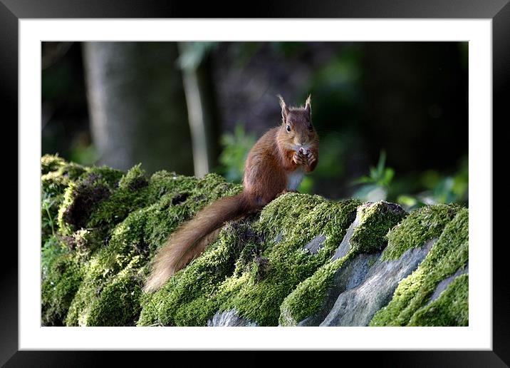 Red Squirrel Framed Mounted Print by Gail Johnson