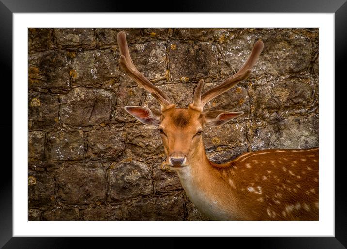 Fallow deer Framed Mounted Print by Gary Schulze