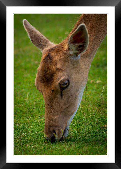 Grazing deer Framed Mounted Print by Gary Schulze