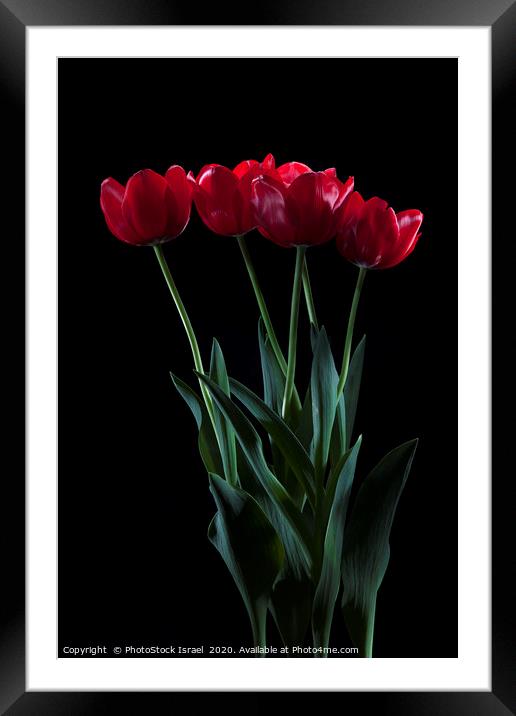 vibrant red tulips on black  Framed Mounted Print by PhotoStock Israel