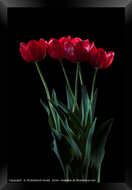 vibrant red tulips on black  Framed Print by PhotoStock Israel