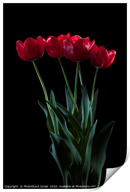 vibrant red tulips on black  Print by PhotoStock Israel