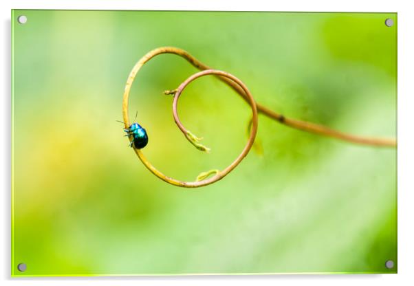 Blue bug Acrylic by Robinson Thomas