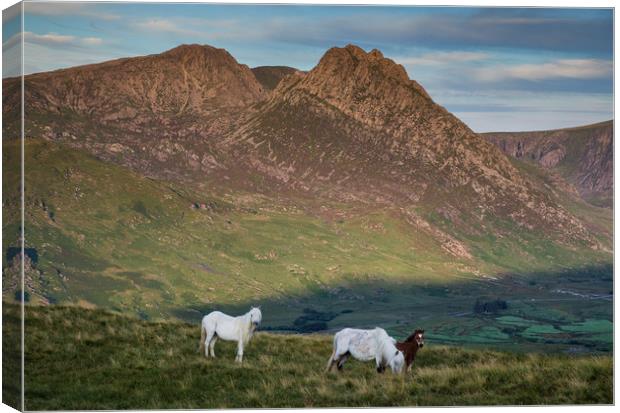 Tryfan and the Carneddau  Ponies Canvas Print by Rory Trappe