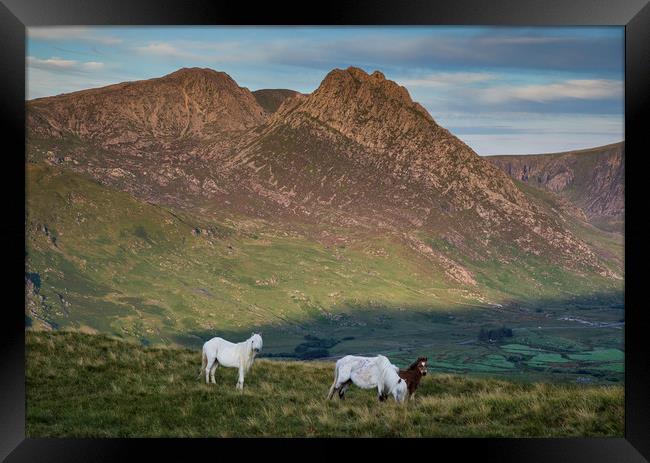 Tryfan and the Carneddau  Ponies Framed Print by Rory Trappe