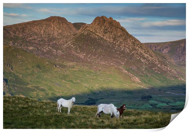 Tryfan and the Carneddau  Ponies Print by Rory Trappe