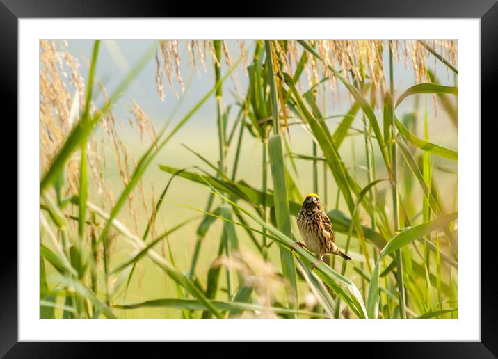 Tiny yellow bird on  the grass Framed Mounted Print by Robinson Thomas