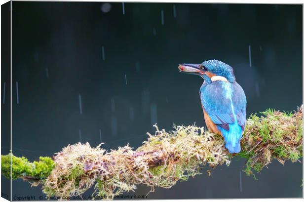 Kingfisher in the rain with a fish Canvas Print by George Cox