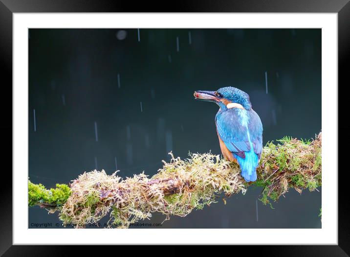 Kingfisher in the rain with a fish Framed Mounted Print by George Cox