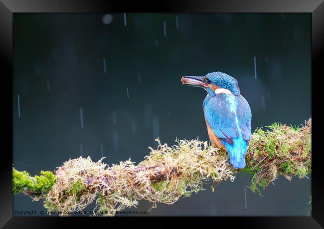 Kingfisher in the rain with a fish Framed Print by George Cox