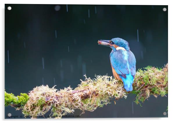 Kingfisher in the rain with a fish Acrylic by George Cox