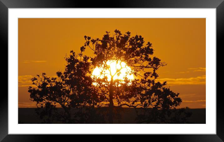 Golden sunset tree Framed Mounted Print by mark humpage