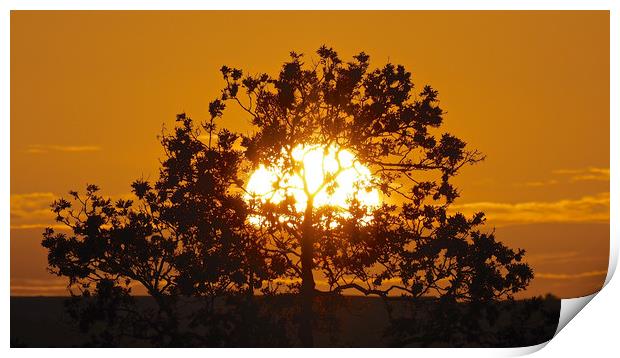 Golden sunset tree Print by mark humpage