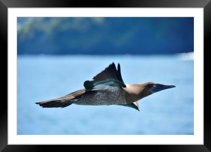 Booby over the Pacific Framed Mounted Print by Simon Hackett