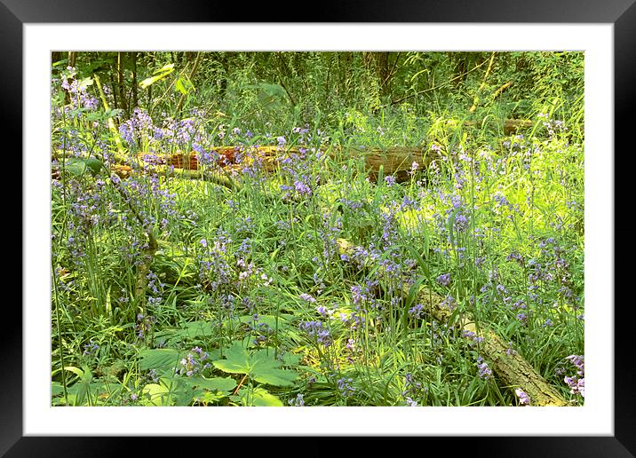 Bluebells Belhus Woods Framed Mounted Print by David French