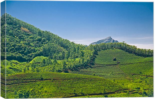 green field Canvas Print by Hassan Najmy