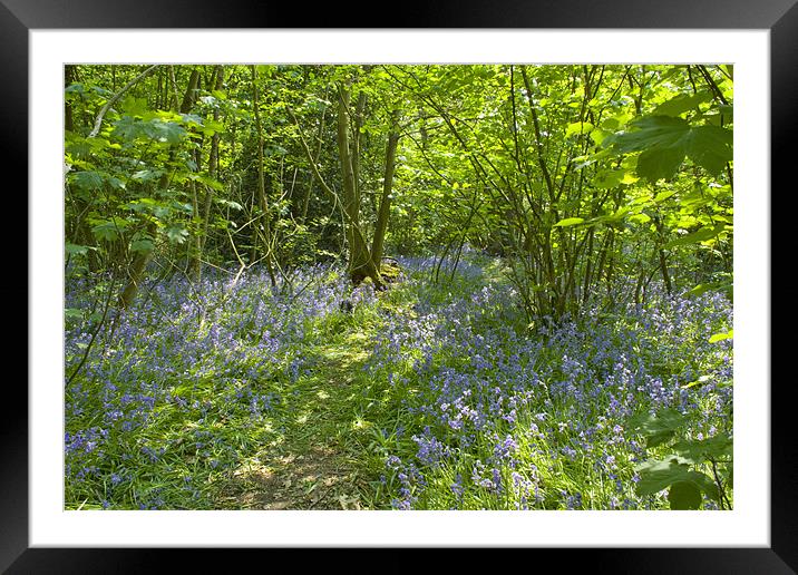 Bluebells Belhus Woods Framed Mounted Print by David French