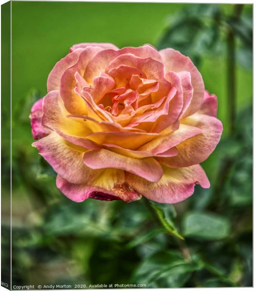 Rose  Canvas Print by Andy Morton