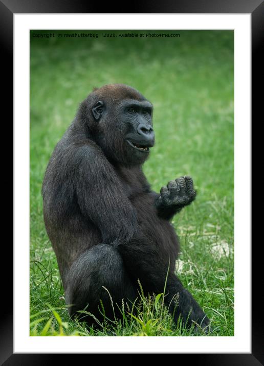 Gorilla Lope Sitting In The Green Summer Grass Framed Mounted Print by rawshutterbug 