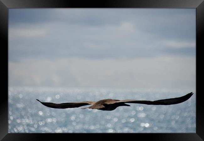 Booby and the Pacific Framed Print by Simon Hackett