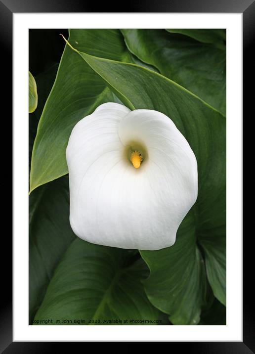 White arum lily flower Framed Mounted Print by John Biglin