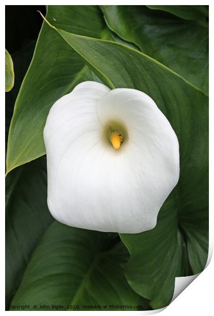 White arum lily flower Print by John Biglin