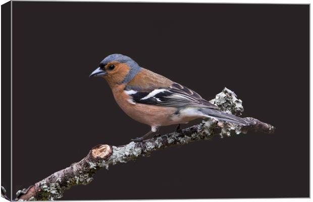 Chaffinch, male, on lichen covered branch Canvas Print by John Hudson