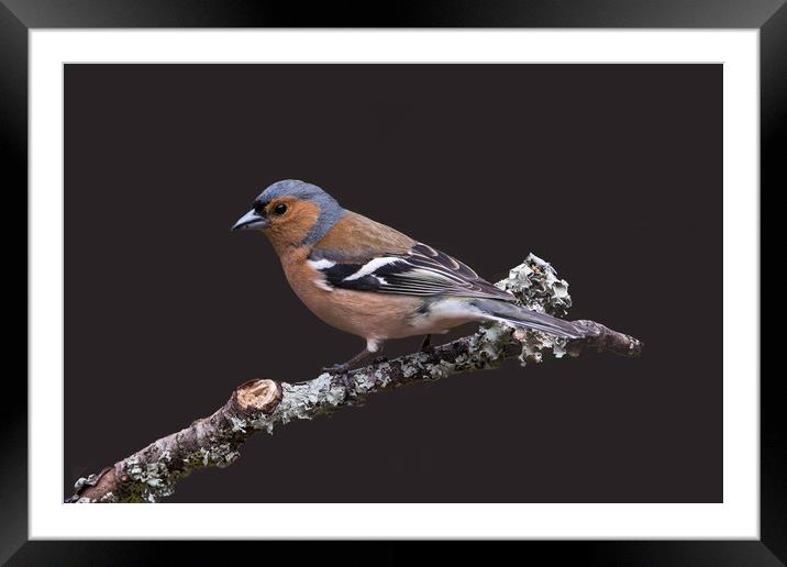 Chaffinch, male, on lichen covered branch Framed Mounted Print by John Hudson
