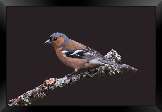 Chaffinch, male, on lichen covered branch Framed Print by John Hudson